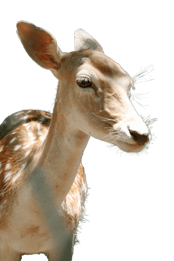 Close-up of a white deer with a calm expression.